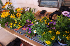Blumenturnier-2