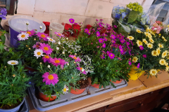 Blumenturnier-3